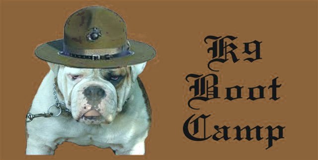 k9bootcampbulldog4.jpg