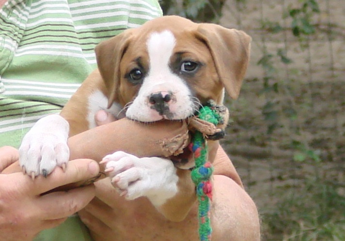 webassets/boxermarly.jpg