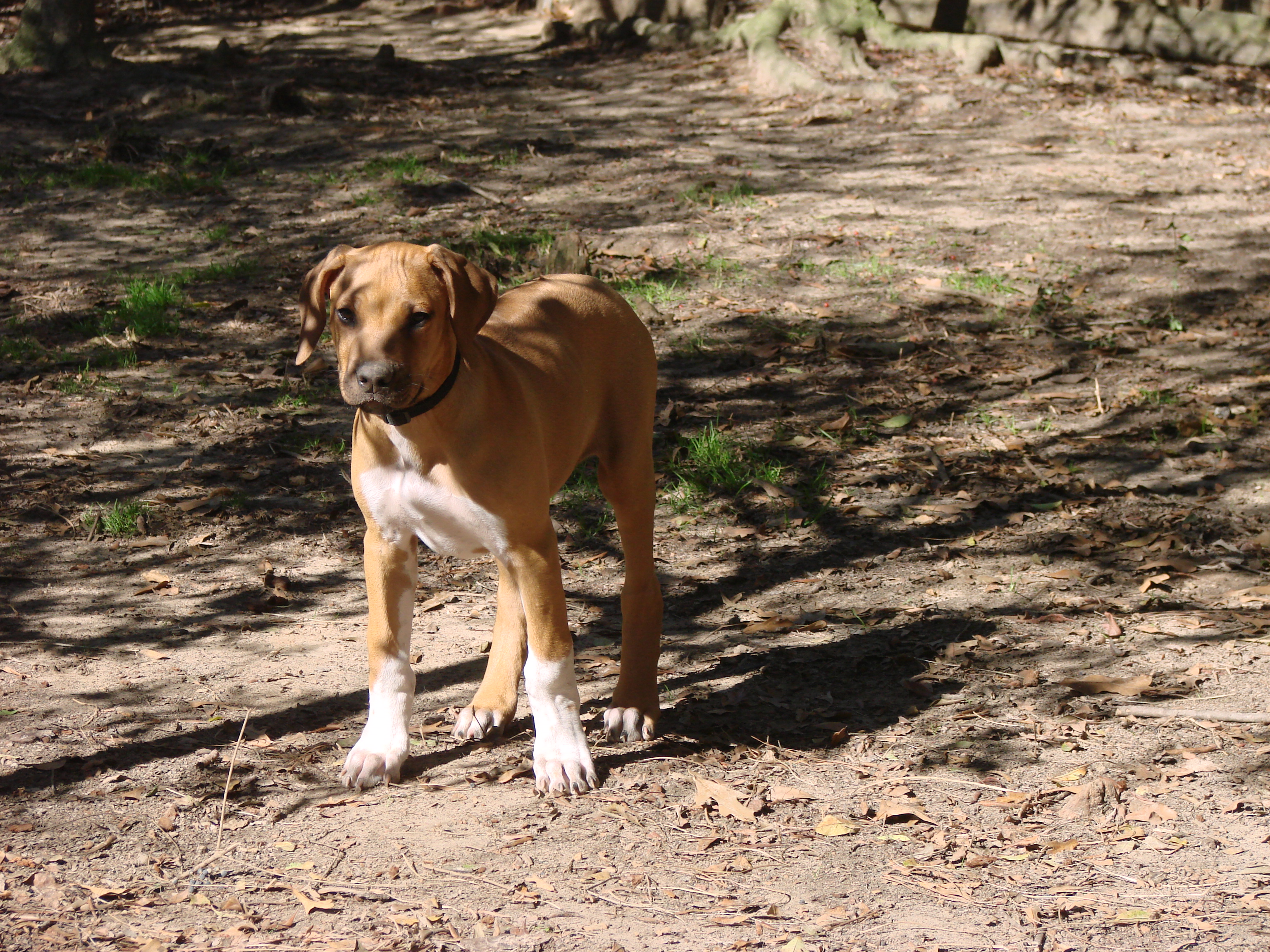 webassets/chawka.JPG