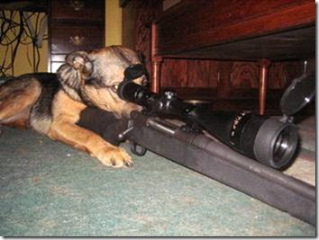 webassets/militarydog.jpg